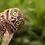 Superb_Owl